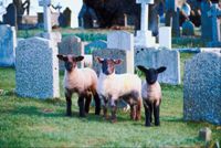 Photo of a graveyard, illustrating the dead who will be raised in the second resurrection